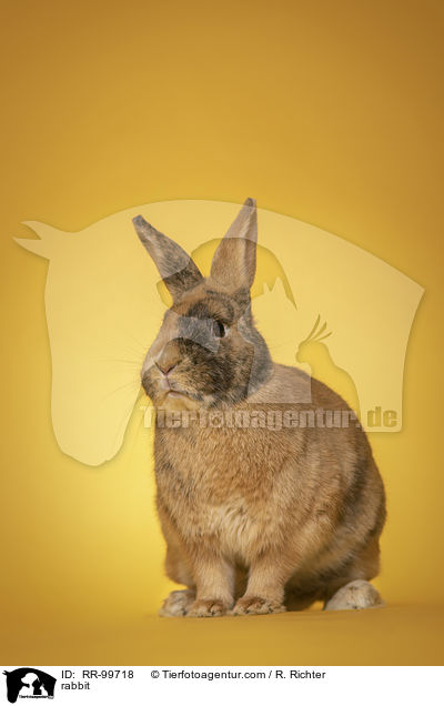 Kaninchen / rabbit / RR-99718
