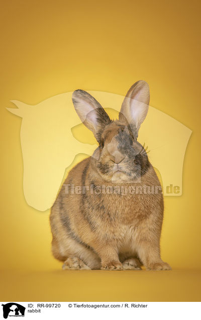 Kaninchen / rabbit / RR-99720