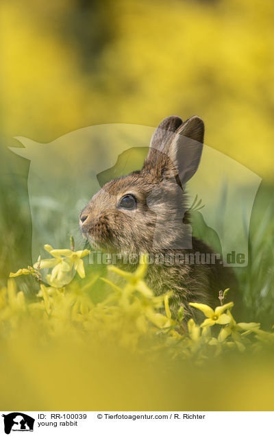 junges Kaninchen / young rabbit / RR-100039