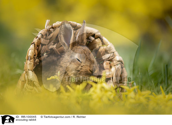 dsendes Kaninchen / snoozing rabbit / RR-100045