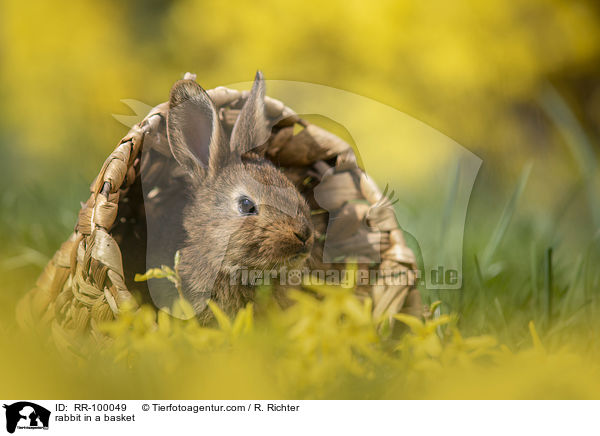 Kaninchen im Krbchen / rabbit in a basket / RR-100049