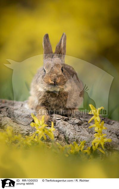 junges Kaninchen / young rabbit / RR-100053