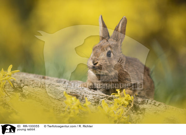 junges Kaninchen / young rabbit / RR-100055