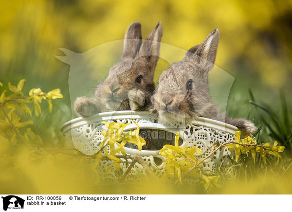 Kaninchen im Krbchen / rabbit in a basket / RR-100059