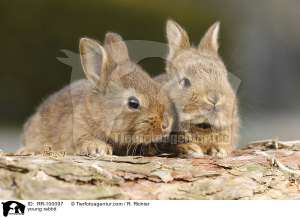Kaninchenbaby / young rabbit / RR-100097