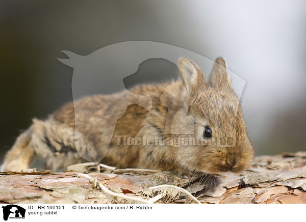 Kaninchenbaby / young rabbit / RR-100101