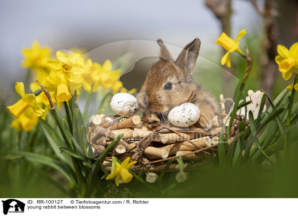 junges Kaninchen zwischen Blmen / young rabbit between blossoms / RR-100127