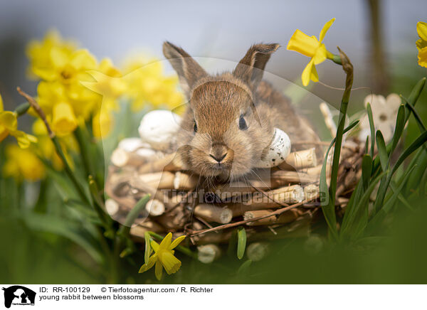 junges Kaninchen zwischen Blmen / young rabbit between blossoms / RR-100129