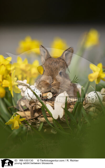 junges Kaninchen zwischen Blmen / young rabbit between blossoms / RR-100130