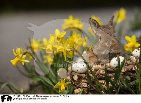 junges Kaninchen zwischen Blmen / young rabbit between blossoms / RR-100134