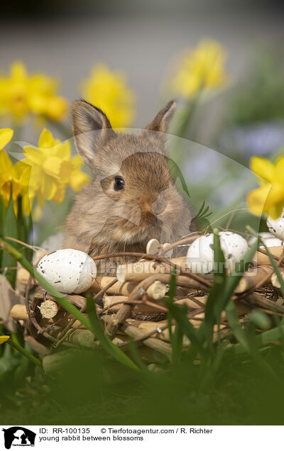 junges Kaninchen zwischen Blmen / young rabbit between blossoms / RR-100135