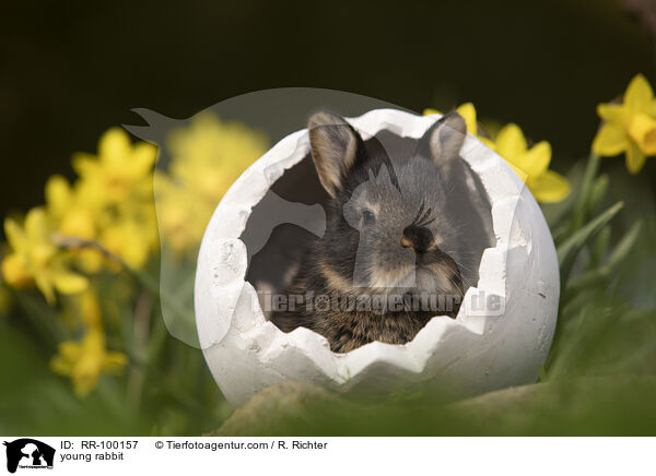 Kaninchenbaby / young rabbit / RR-100157