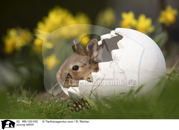 Kaninchenbaby / young rabbit / RR-100165