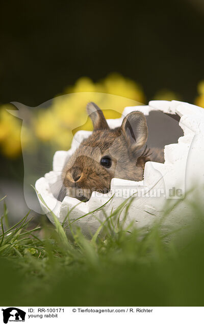 Kaninchenbaby / young rabbit / RR-100171