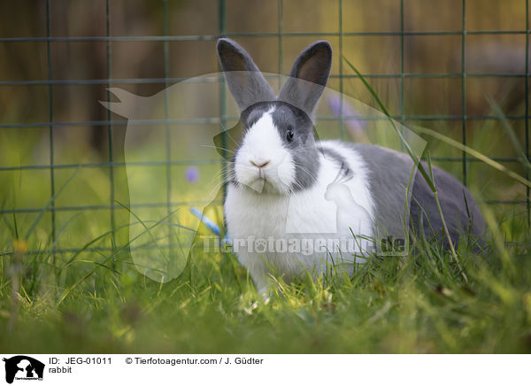 Kaninchen / rabbit / JEG-01011