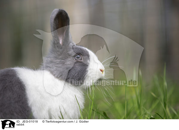 Kaninchen / rabbit / JEG-01018