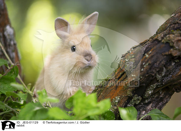 Kaninchen / rabbit / JEG-01129