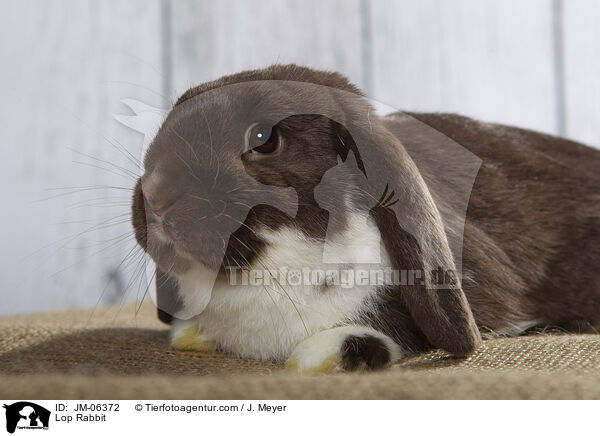 Widderkaninchen / Lop Rabbit / JM-06372