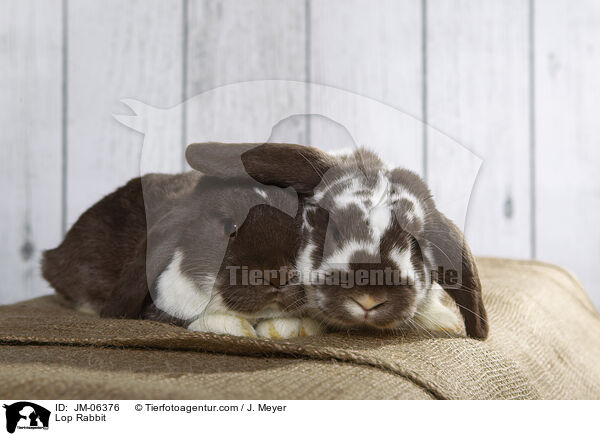 Widderkaninchen / Lop Rabbit / JM-06376