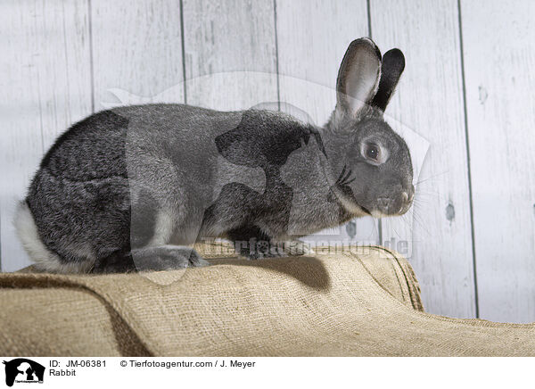 Kaninchen / Rabbit / JM-06381