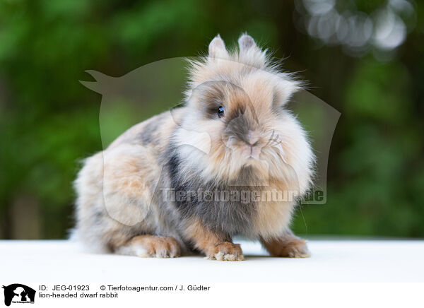 lion-headed dwarf rabbit / JEG-01923