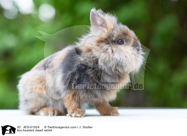 lion-headed dwarf rabbit / JEG-01924