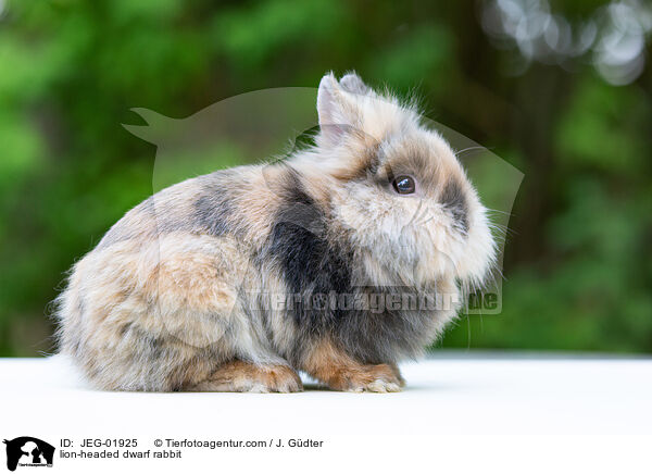 lion-headed dwarf rabbit / JEG-01925