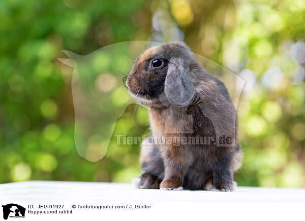 Widderkaninchen / floppy-eared rabbit / JEG-01927