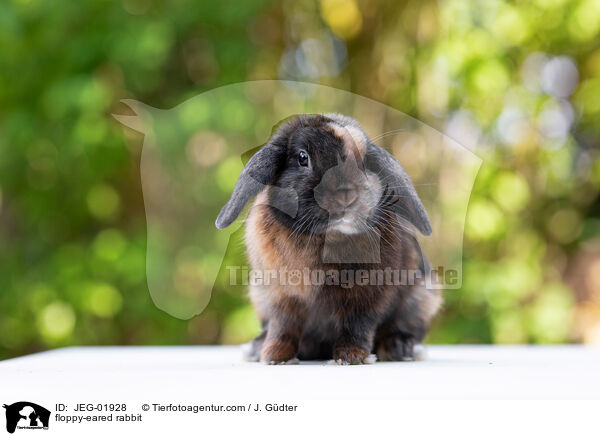 Widderkaninchen / floppy-eared rabbit / JEG-01928