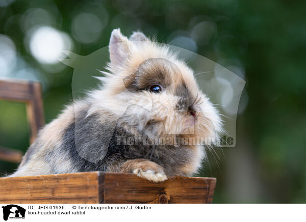 lion-headed dwarf rabbit / JEG-01936