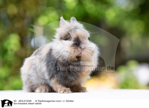 lion-headed dwarf rabbit / JEG-01938