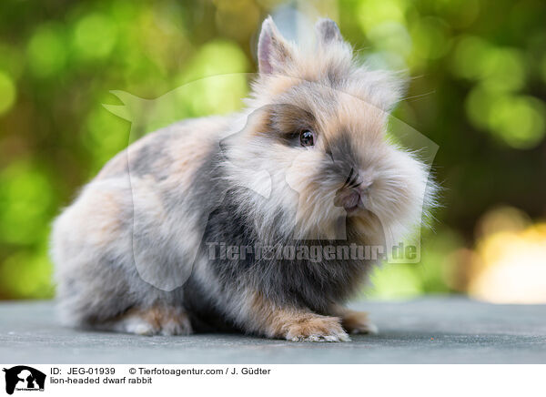 lion-headed dwarf rabbit / JEG-01939