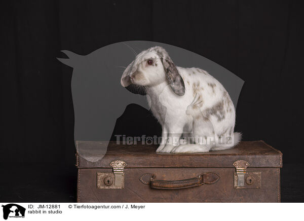 Kaninchen im Studio / rabbit in studio / JM-12881