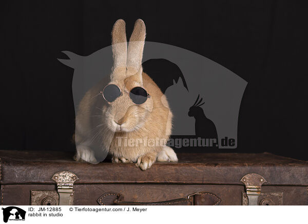 Kaninchen im Studio / rabbit in studio / JM-12885