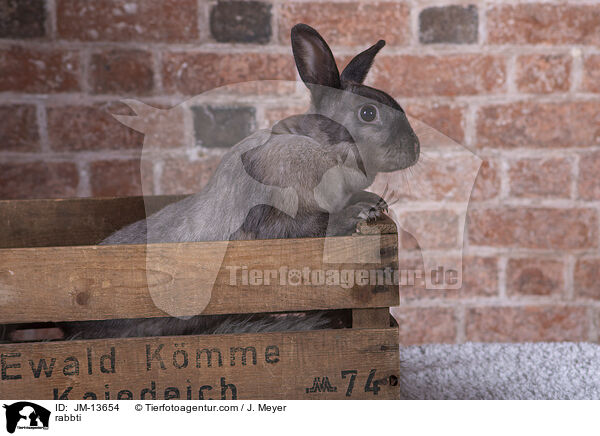 Kaninchen / rabbti / JM-13654