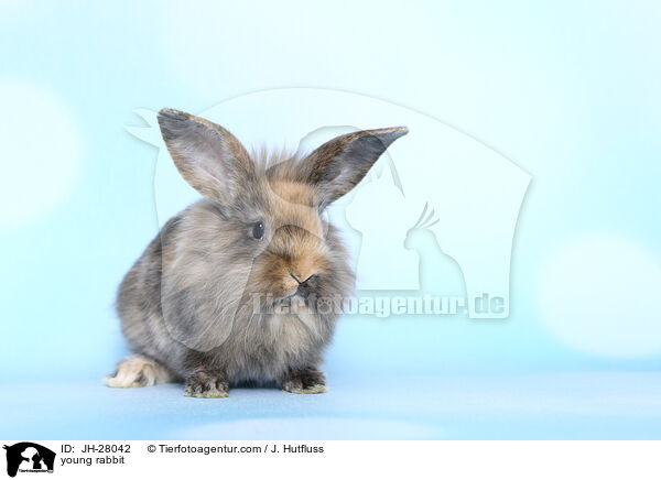 Kaninchenbaby / young rabbit / JH-28042