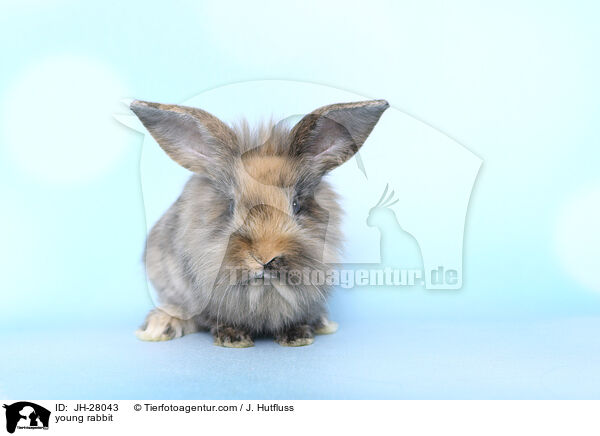 Kaninchenbaby / young rabbit / JH-28043