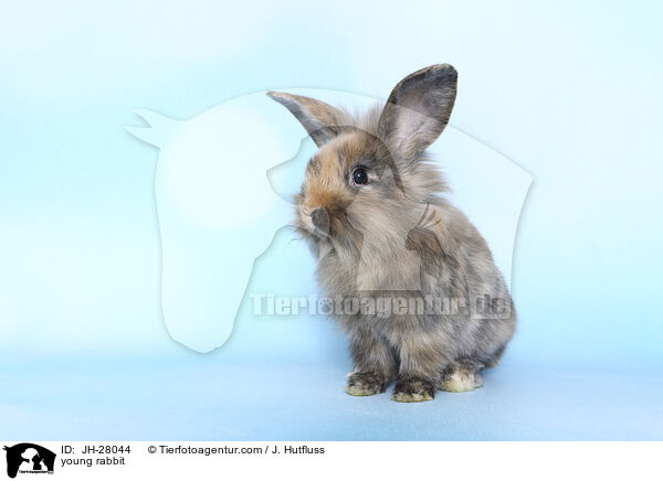Kaninchenbaby / young rabbit / JH-28044