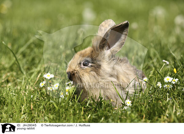 young rabbit / JH-28045