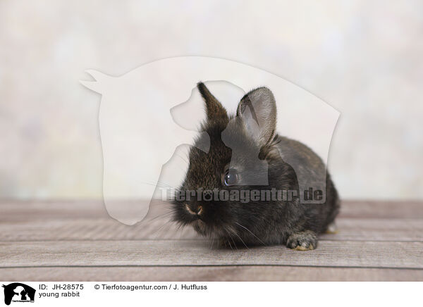 young rabbit / JH-28575