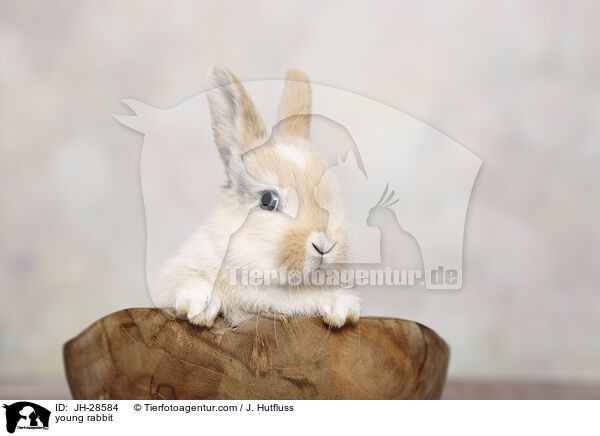 Kaninchenbaby / young rabbit / JH-28584