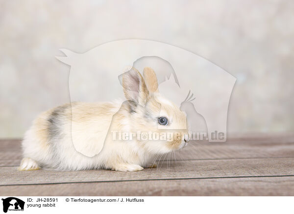 young rabbit / JH-28591