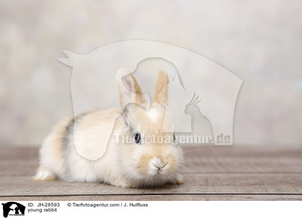 Kaninchenbaby / young rabbit / JH-28593