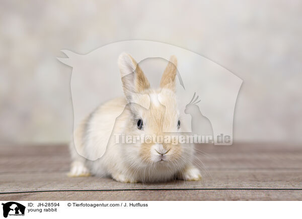 young rabbit / JH-28594
