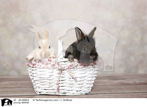 Kaninchenbabys / young rabbits / JH-28604