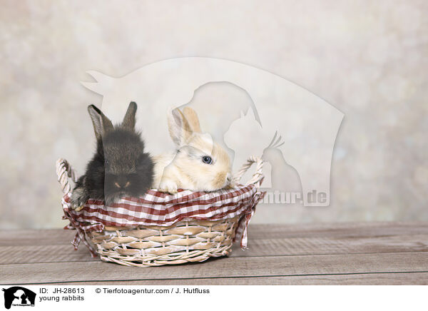 young rabbits / JH-28613