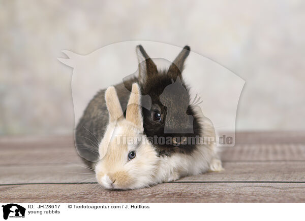 Kaninchenbabys / young rabbits / JH-28617