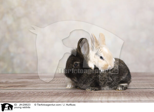 young rabbits / JH-28623