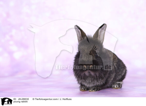 young rabbit / JH-28630