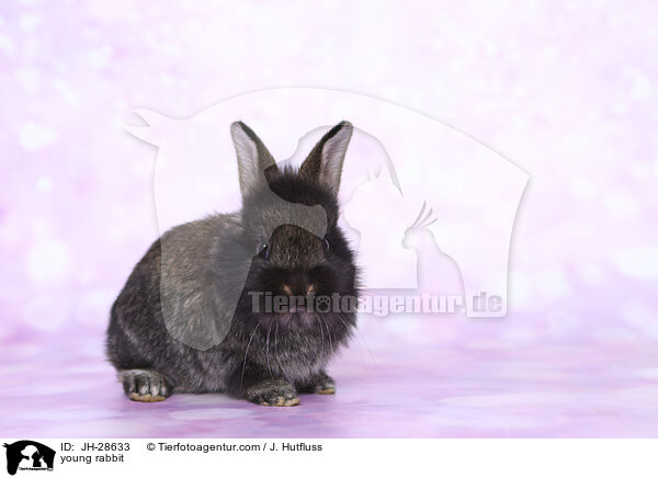 young rabbit / JH-28633